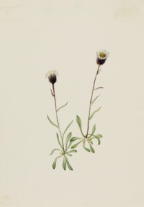 ألوتيان فليباني Erigeron unalaschensis ، nd بواسطة ماري فو والكوت