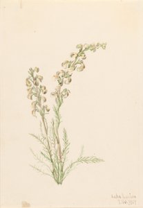 الحياة السرخسية في جبال الألب (Pedicularis contorta) بواسطة ماري فو والكوت