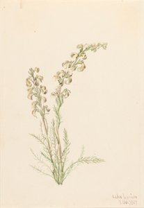 جبال الألب Fernlife Pedicularis contorta ، 1907. بواسطة ماري فو والكوت