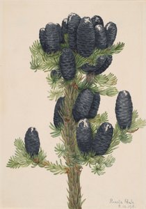 تنوب جبال الألب Abies lasiocarpa ، 1918. بواسطة ماري فو والكوت