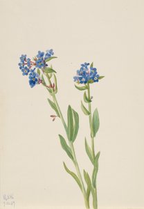 Alpine Forget-Me-Not Myosotis alpestris ، 1937. بواسطة ماري فو والكوت
