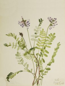Alpine Milkvetch Astragalus alpinus ، 1921. بواسطة ماري فو والكوت