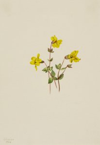 زهرة قرد جبال الألب Mimulus caespitosus ، 1904. بواسطة ماري فو والكوت