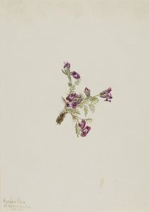Alpine Pointvetch Oxytropis podocarpa ، 1916. بواسطة ماري فو والكوت
