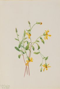 أنواع جبال الألب Ragwort Senecio ، 1905. بواسطة ماري فو والكوت