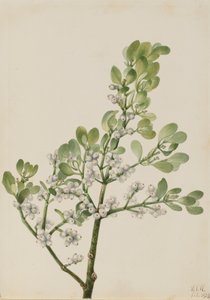 American Mistletoe Phoradendron flavescens ، 1923.