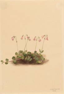 زهرة التوأم الأمريكية (Linnaea borealis borealis americana) بواسطة ماري فو والكوت