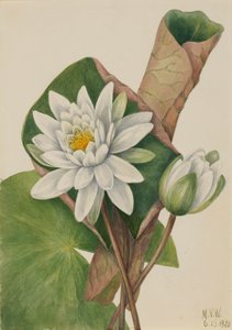 American Waterlily Castalia odorata ، 1920. بواسطة ماري فو والكوت