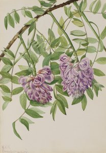 الوستارية الأمريكية Kraunhia frutescens ، 1925. بواسطة ماري فو والكوت