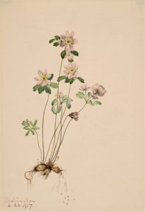 Anemonella Syndesmon thalictroides ، 1917. بواسطة ماري فو والكوت