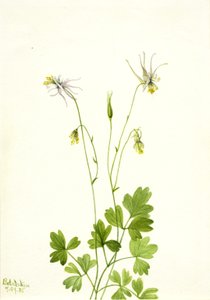 Aquilegia ecalcarata ، 1935. بواسطة ماري فو والكوت