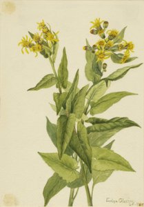 Arrowleaf Groundsel Senecia triangleis ، 1916. بواسطة ماري فو والكوت