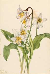 زنبق الانهيار الجليدي (Erythronium montanum) بواسطة ماري فو والكوت