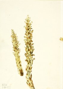 ذرة الدب (Conopholis americana) بواسطة ماري فو والكوت