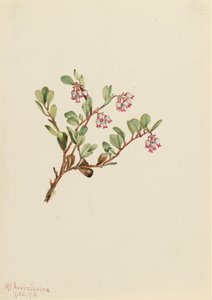 Bearberry Arctostaphylos uva-ursi ، 1916. بواسطة ماري فو والكوت
