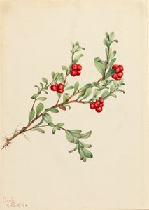 Bearberry Arctostaphylos عنب الدب ، 1916 بواسطة ماري فو والكوت