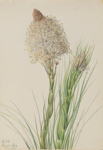 Beargrass Xerophyllum tenax ، 1924. بواسطة ماري فو والكوت