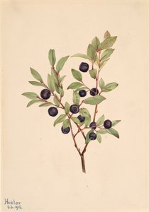 غشاء Whortleberry Vaccinium الهائل ، 1916. بواسطة ماري فو والكوت
