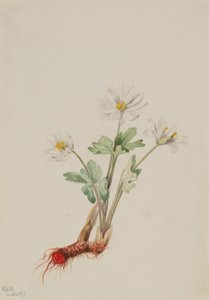 جذر الدم (Sanguinaria canadensis) بواسطة ماري فو والكوت