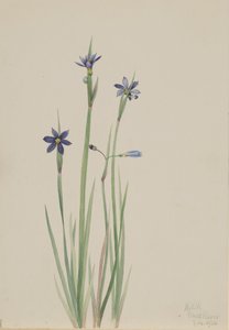 عشب العين الزرقاء Sisyrinchium angustifolium ، 1920. بواسطة ماري فو والكوت