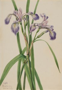 Blueflag Iris Iris versicolor ، 1919. بواسطة ماري فو والكوت