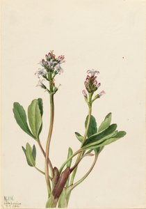 Bogbean Menyanthes trifoliata ، 1925. بواسطة ماري فو والكوت