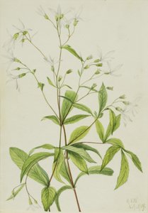 Bowmansroot Porteranthus trifoliatus ، 1919. بواسطة ماري فو والكوت