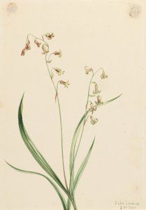 الأجراس البرونزية (Stenanthium occidentale) بواسطة ماري فو والكوت