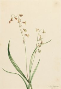 Bronzebells Stenanthium occidentale ، 1906. بواسطة ماري فو والكوت