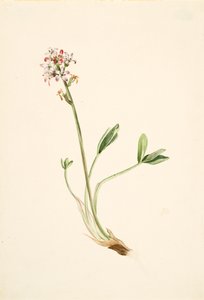 بوكبين Menyanthes trifoliata ، كاليفورنيا. 1900-1920. بواسطة ماري فو والكوت
