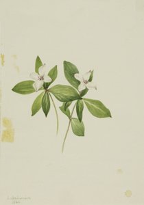 Bunchberry Cornus canadensis ، 1902. بواسطة ماري فو والكوت