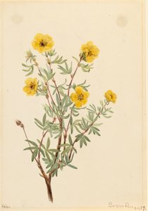 بوش Cinquefoil Potentilla fruticosa ، 1917. بواسطة ماري فو والكوت