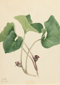 كندا البرية الزنجبيل Asarum canadense ، 1920. بواسطة ماري فو والكوت