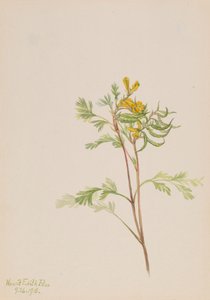 Capnoides aureum ، 1918. بواسطة ماري فو والكوت