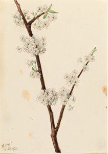 تشيكاسو بلوم (Prunus angustifolia) بواسطة ماري فو والكوت