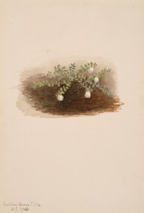 Chiogenes hispidula ، 1904. بواسطة ماري فو والكوت