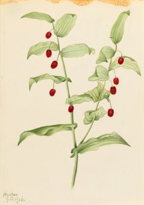 الساق الملتوية المشبكية الملتوية (Streptopus amplexifolius) بواسطة ماري فو والكوت
