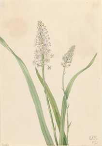 Crowpoison Chrosperma muscaetoxicum ، 1921 بواسطة ماري فو والكوت