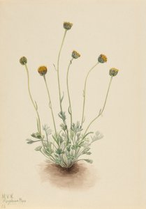 Cut Leaf Fleabane Erigeron عار ، 1921 بواسطة ماري فو والكوت