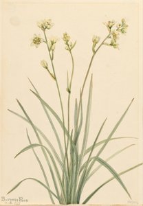 Deathcamas Zygadenus elegans ، 1917. بواسطة ماري فو والكوت