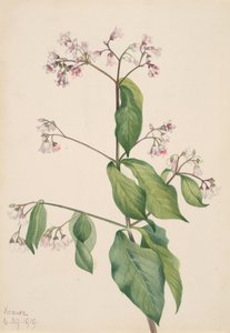 Dogbane Apocyum androsaemfolium ، 1919. بواسطة ماري فو والكوت