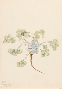 ضعف Bladderpod Physaria didymocarpa ، 1920. بواسطة ماري فو والكوت