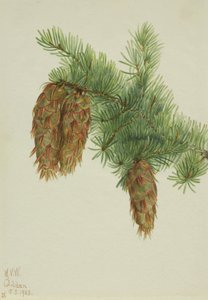 دوغلاس التنوب Pseudotsuga mucronata ، 1923. بواسطة ماري فو والكوت