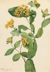 دوغلاس زهر العسل Lonicera glaucescens ، 1919. بواسطة ماري فو والكوت