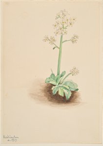 الساكسفراج المبكر (Saxifraga virginiensis) بواسطة ماري فو والكوت