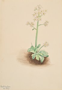 أوائل Saxifrage Saxifraga virginiensis ، 1917. بواسطة ماري فو والكوت