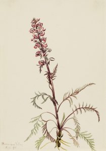 رأس الفيل (Pedicularis groenlandica)