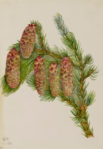 إنجلمان الراتينجية Picea engelmanni ، 1920. بواسطة ماري فو والكوت