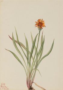 الهندباء الكاذبة Agoseris aurantiaca ، 1921. بواسطة ماري فو والكوت