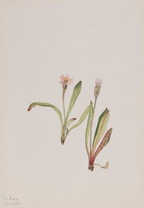الهندباء الكاذبة Agoseris carnea ، 1918. بواسطة ماري فو والكوت